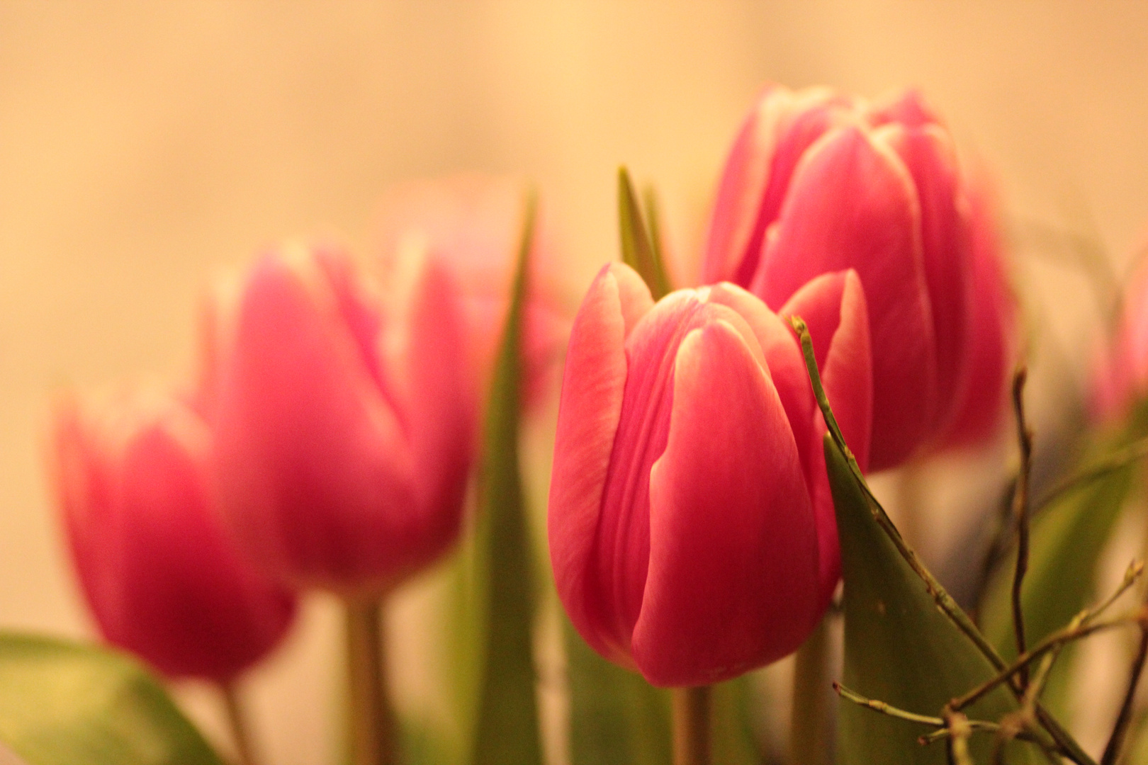 tulpen