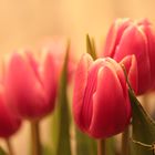 tulpen