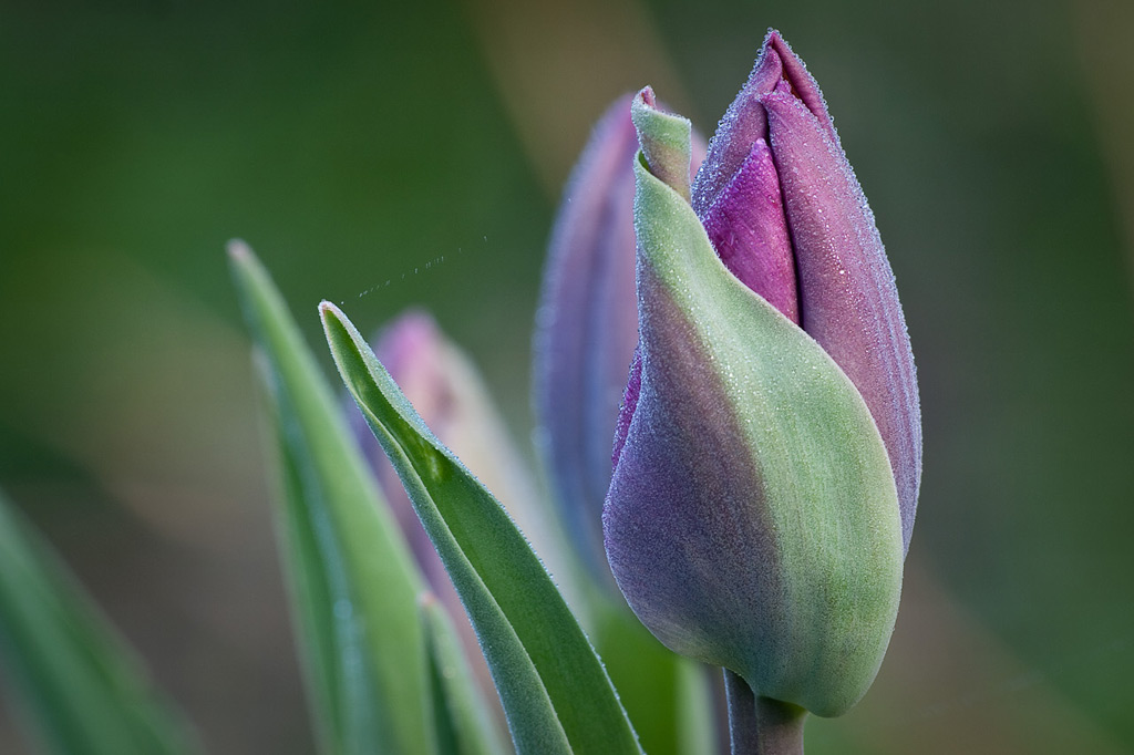 Tulpen