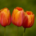 Tulpen