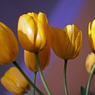 Tulpen