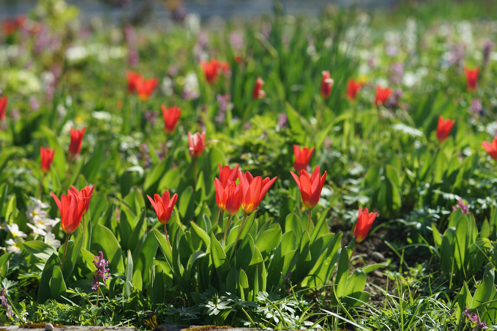 Tulpen