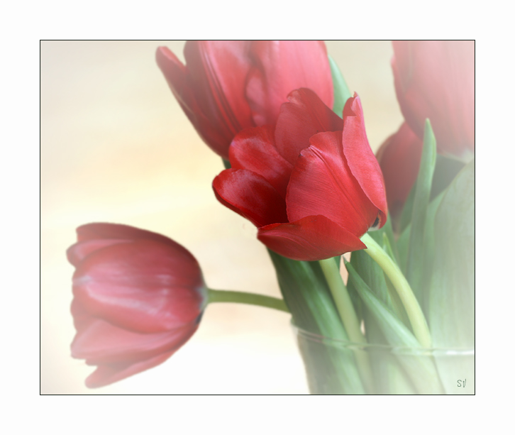 Tulpen