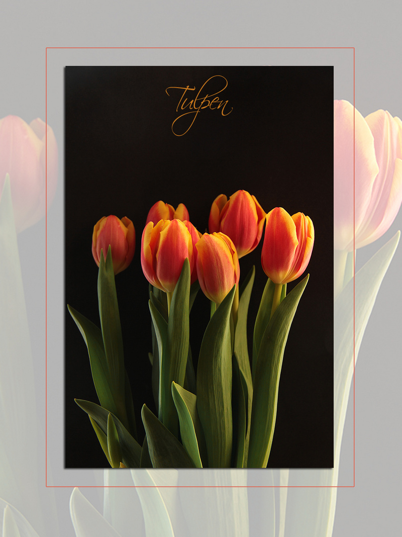 Tulpen