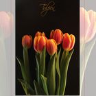 Tulpen