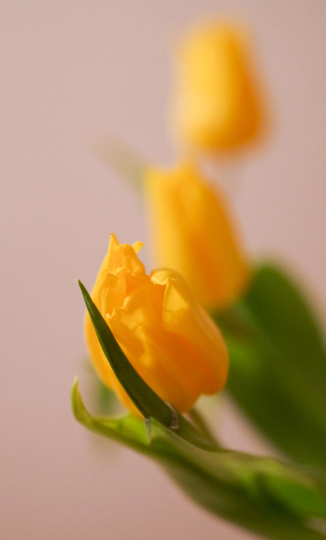 Tulpen