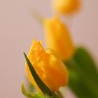 Tulpen