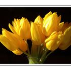 Tulpen