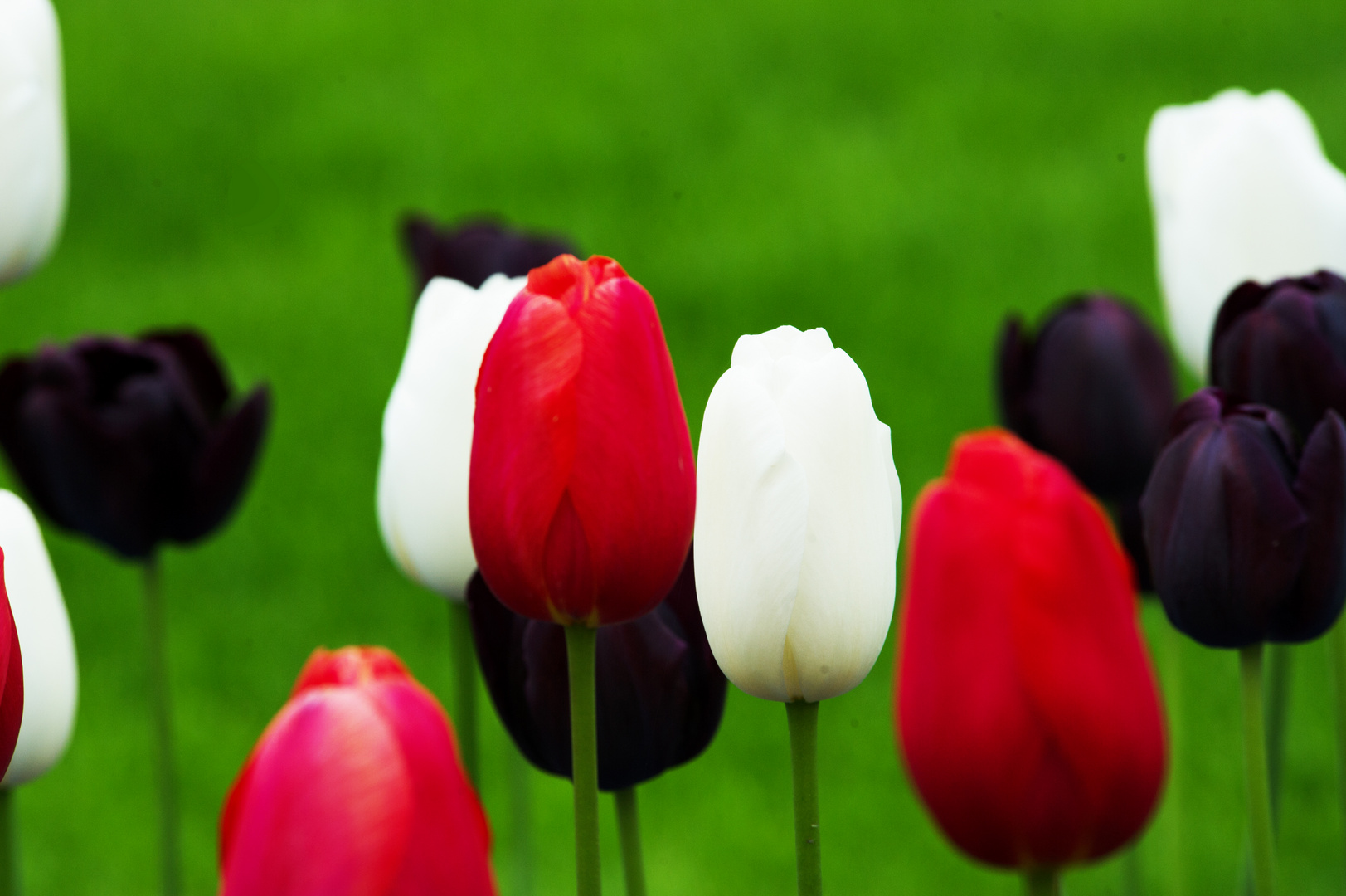 Tulpen