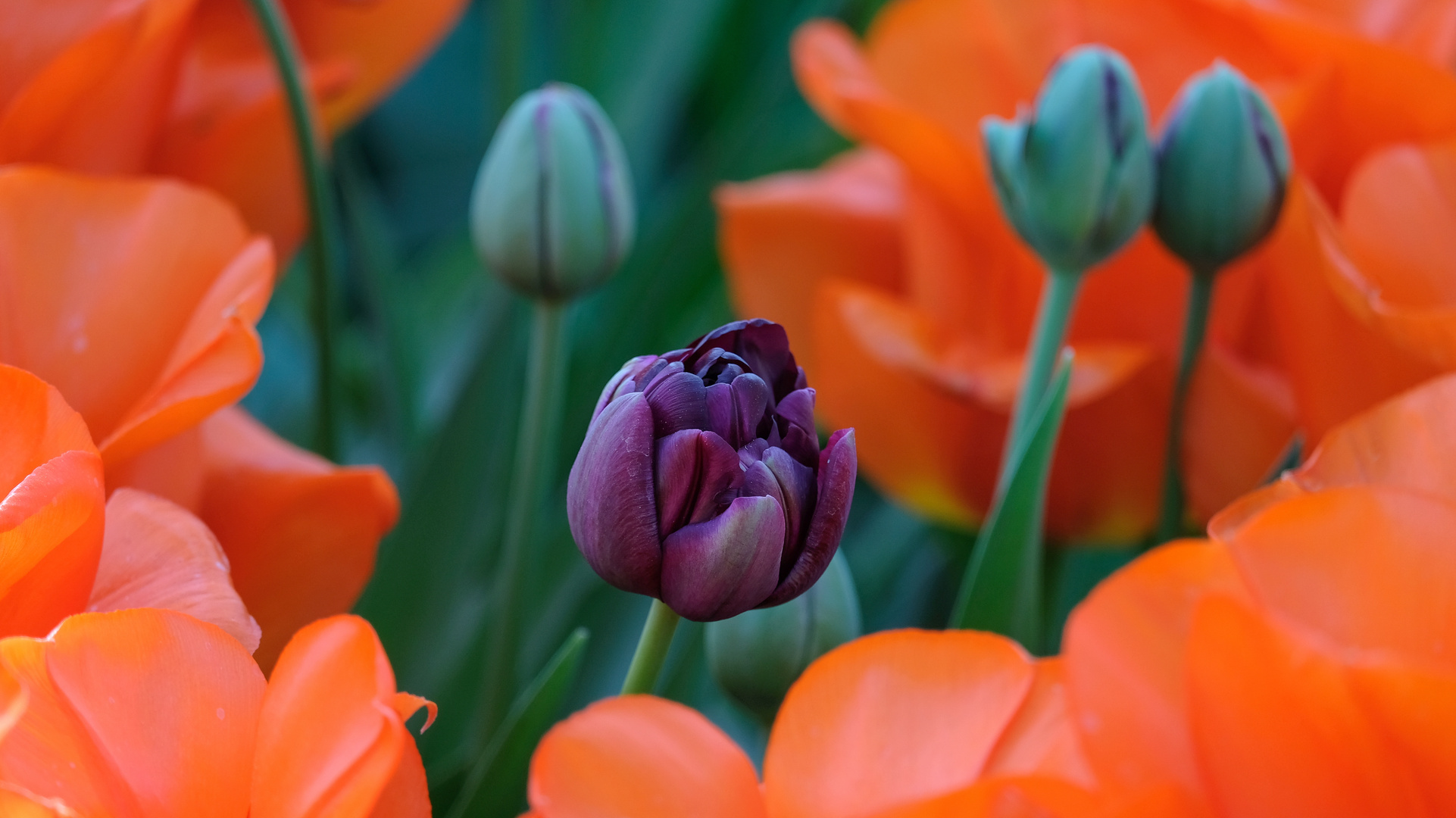 Tulpen