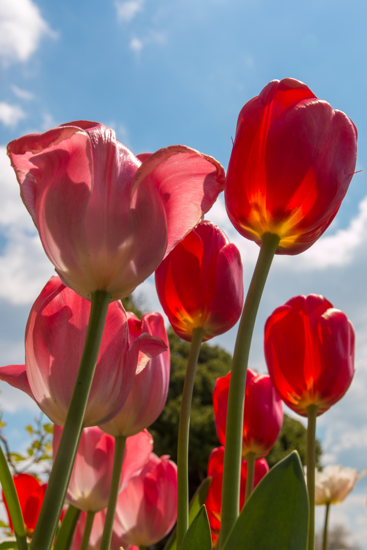 Tulpen