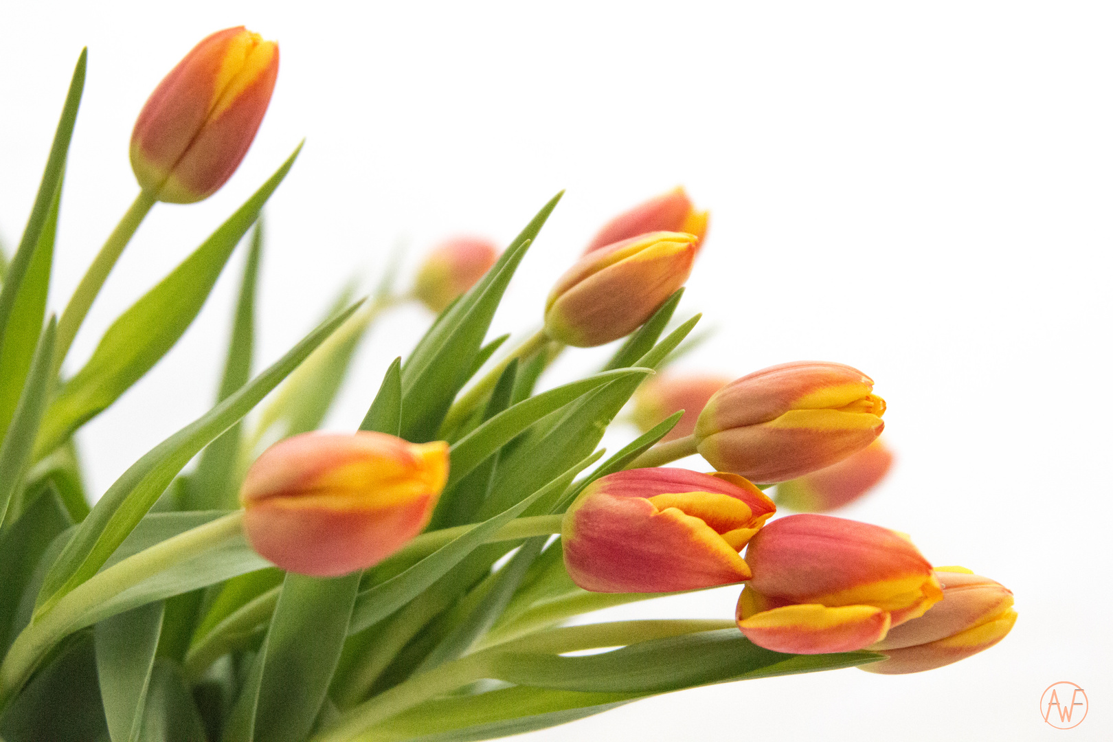 tulpen-