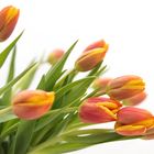 tulpen-