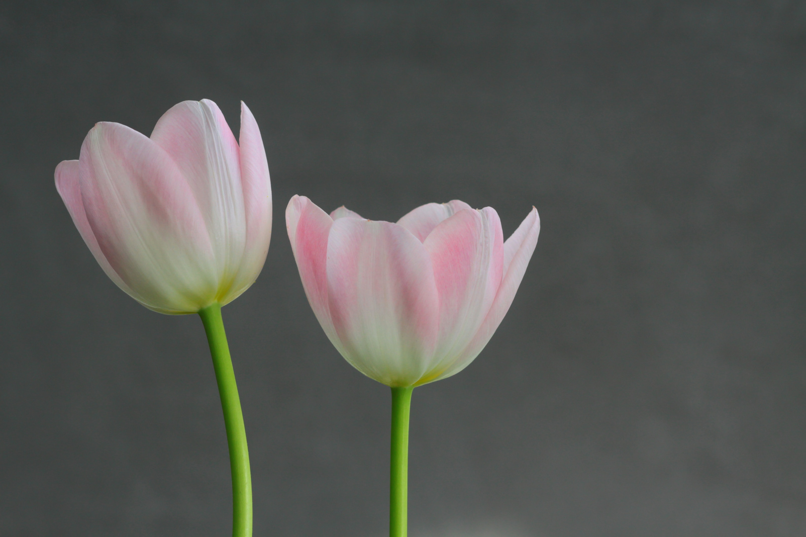 Tulpen 5