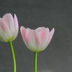 Tulpen 5