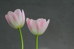 Tulpen 5