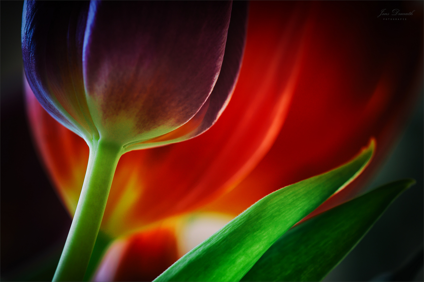 Tulpen (5)