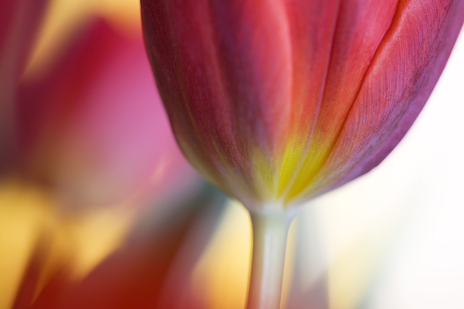 Tulpen # 5