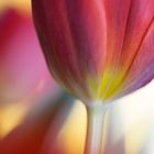 Tulpen # 5