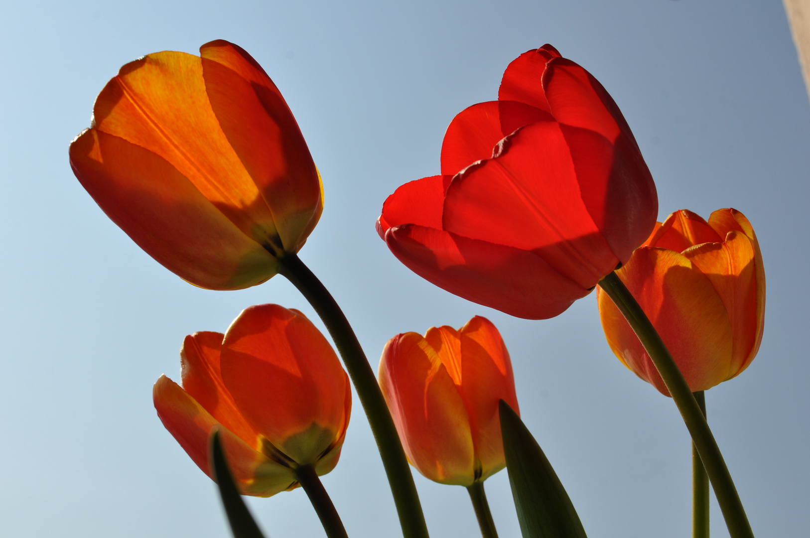 Tulpen