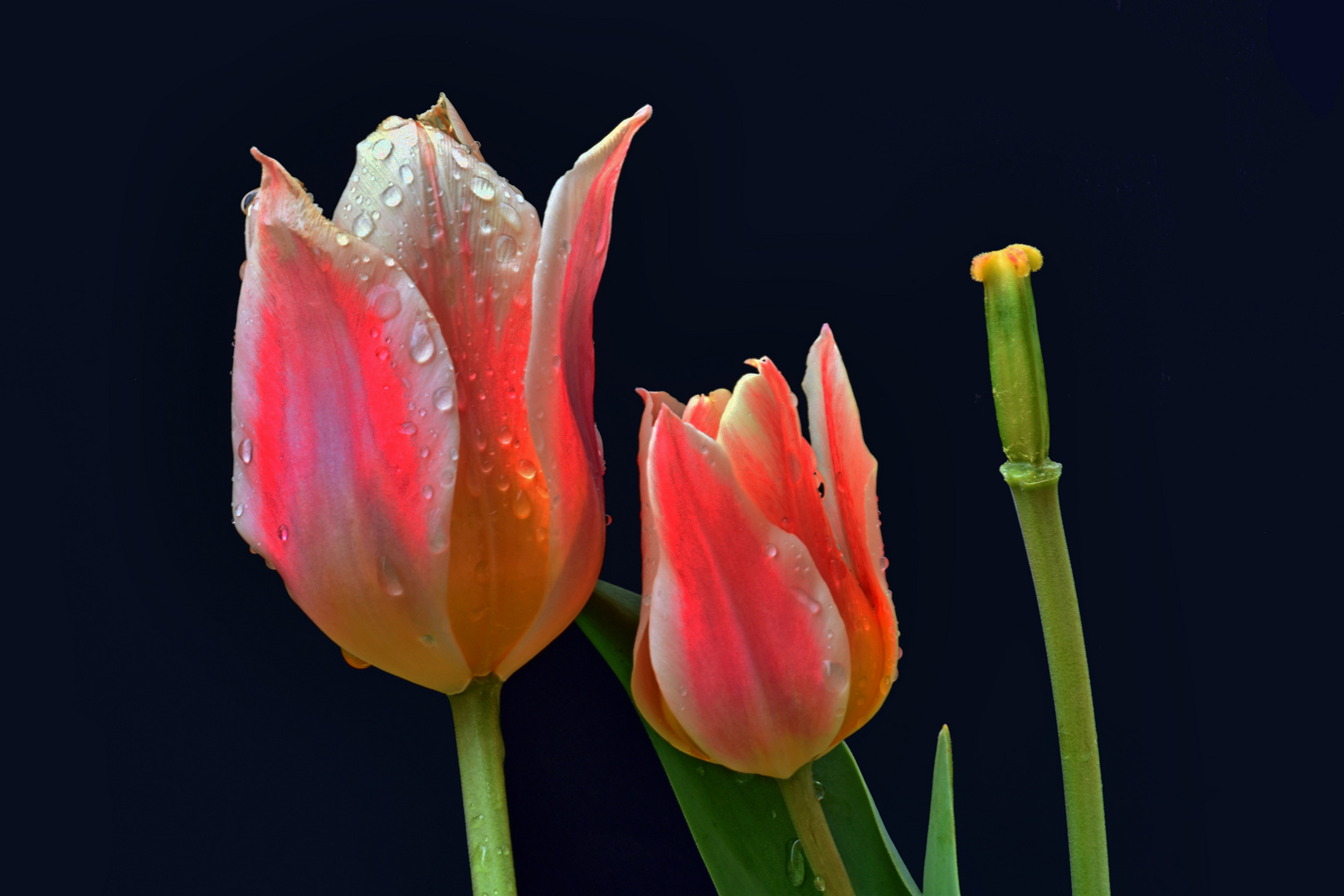 Tulpen