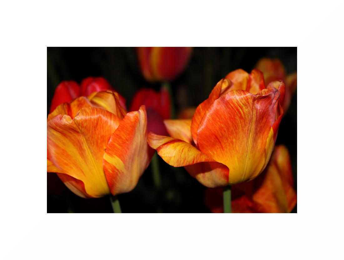 Tulpen