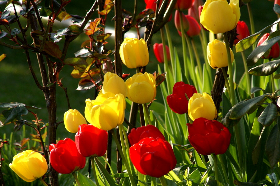 Tulpen...