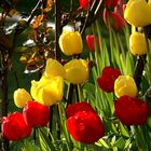 Tulpen...