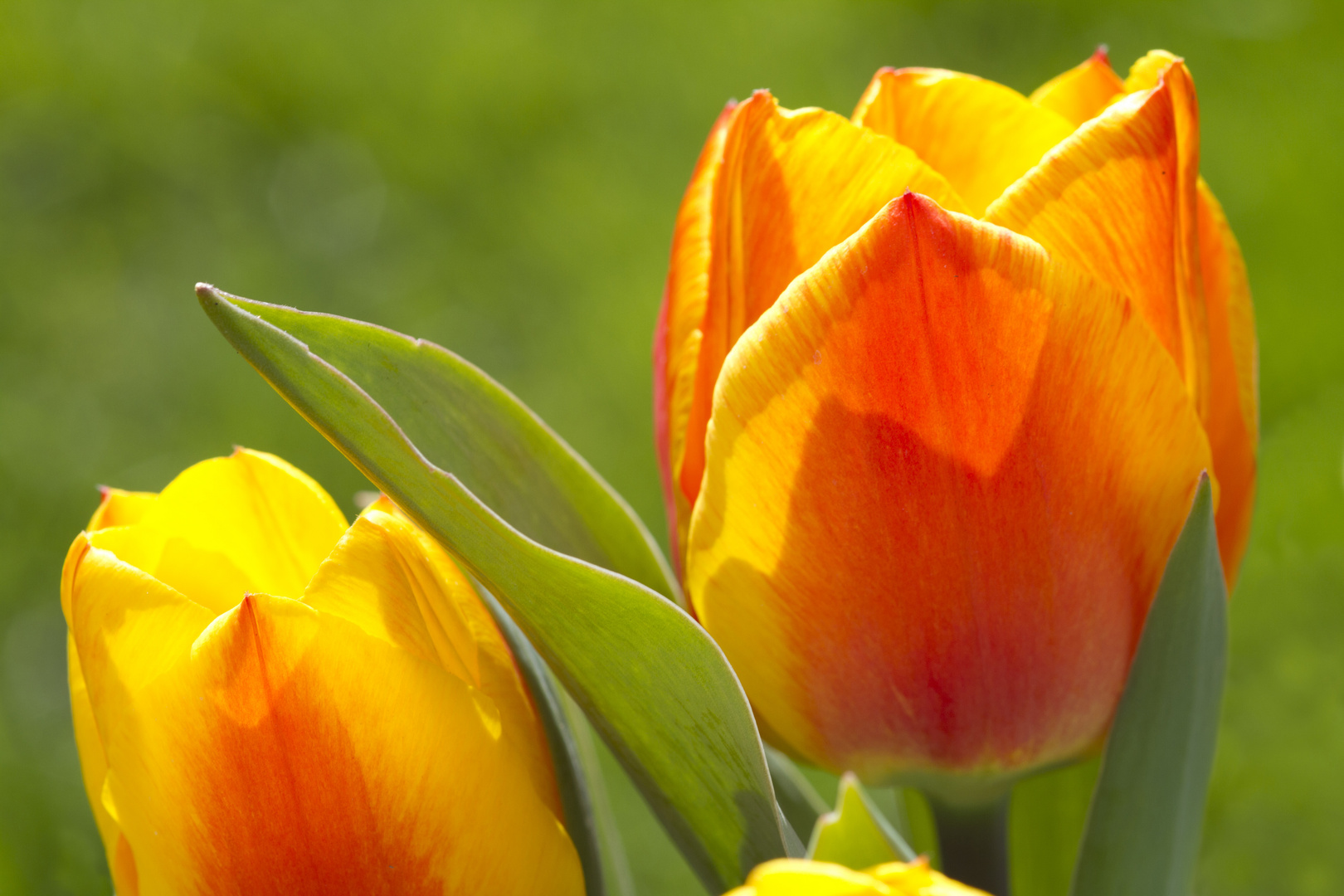 Tulpen Foto & Bild | pflanzen, pilze & flechten, blüten