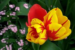 Tulpen