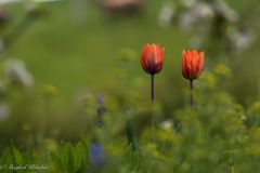 Tulpen ...