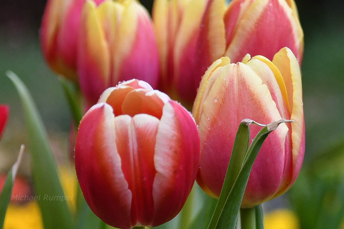 Tulpen 