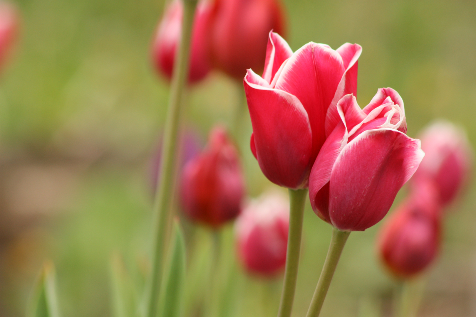 Tulpen