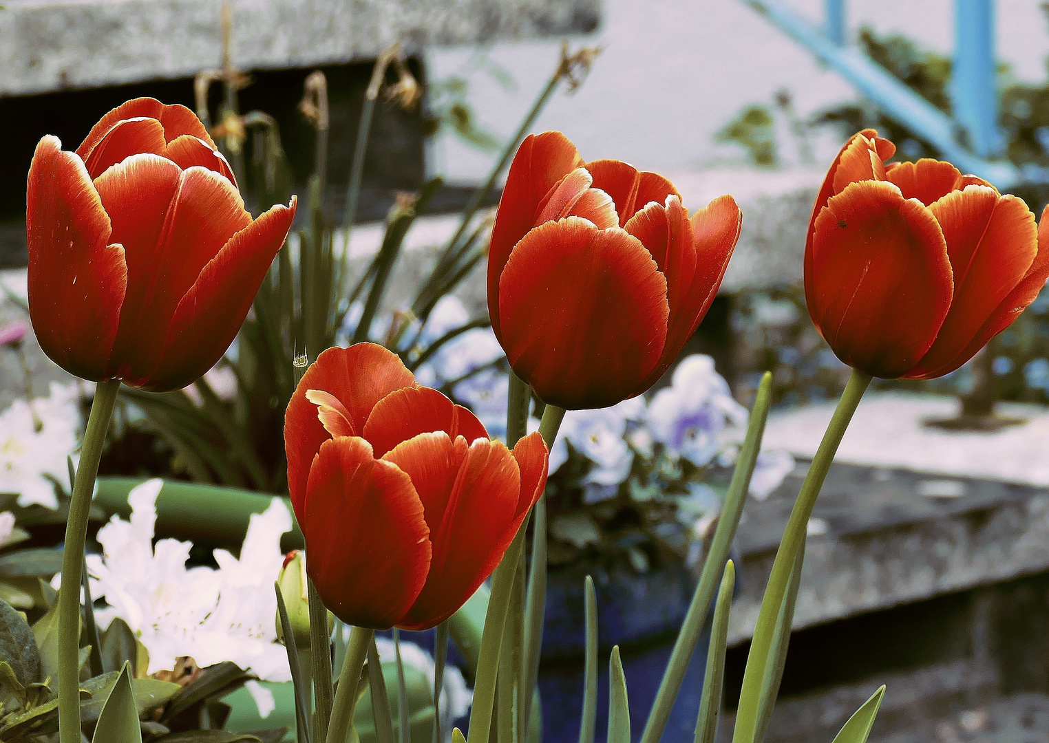 Tulpen