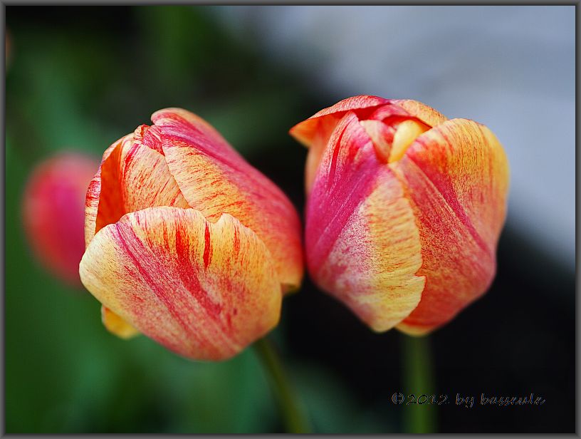 Tulpen von basseule 