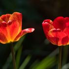 Tulpen