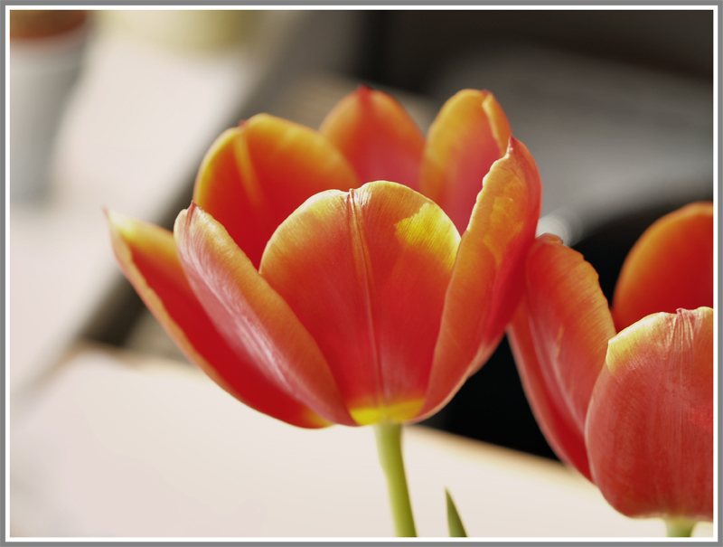 Tulpen