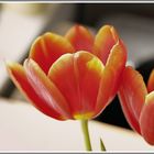 Tulpen