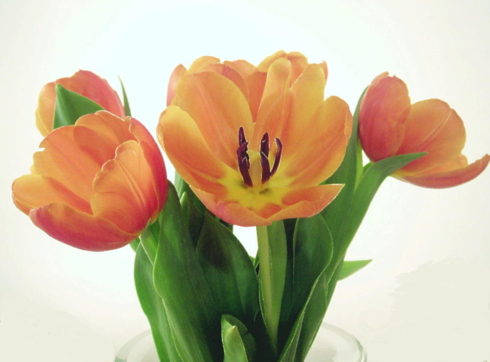 Tulpen