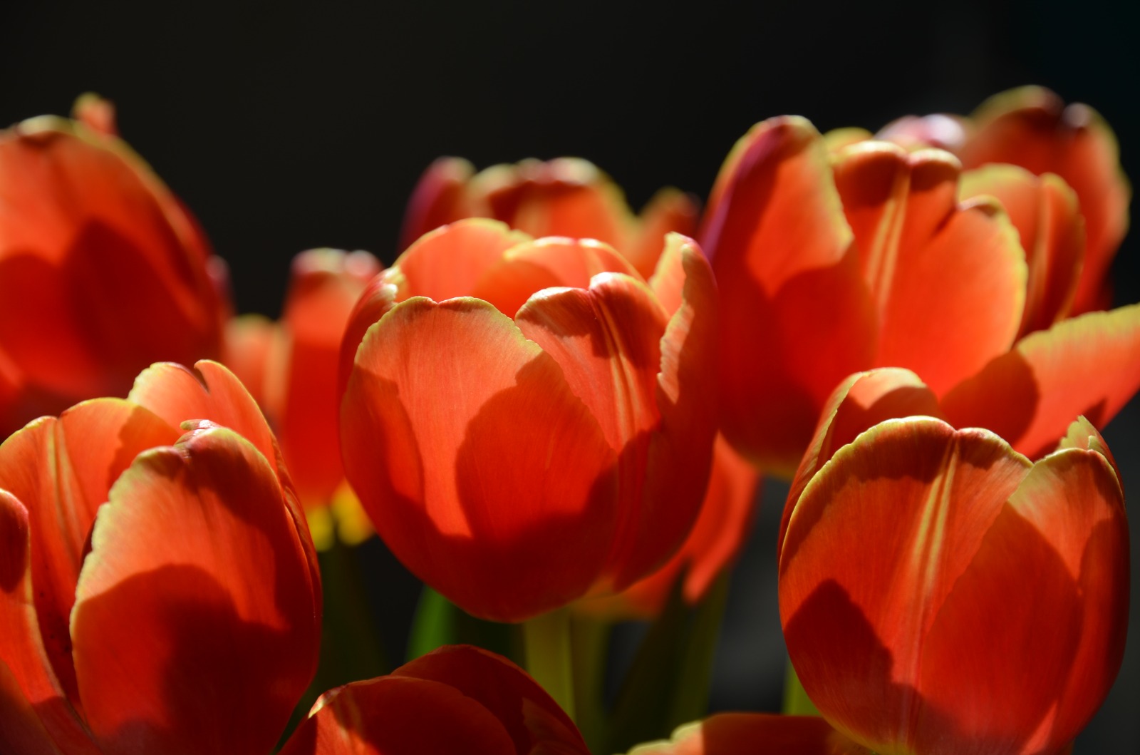 Tulpen 