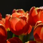 Tulpen 