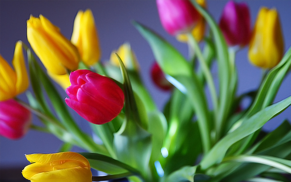 Tulpen