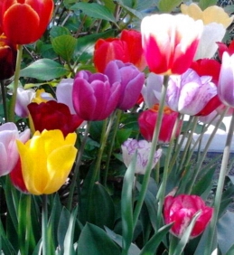 tulpen