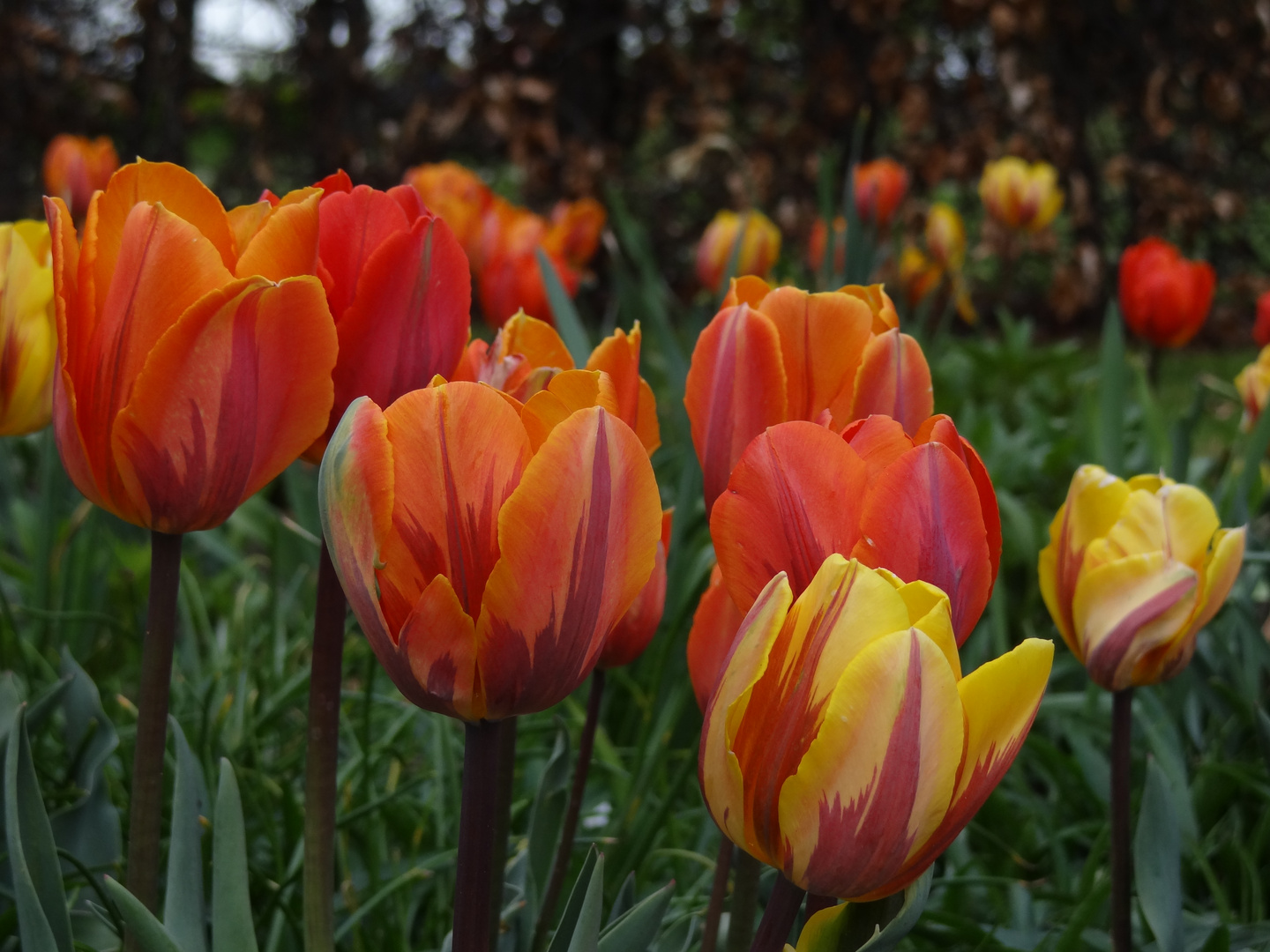 Tulpen