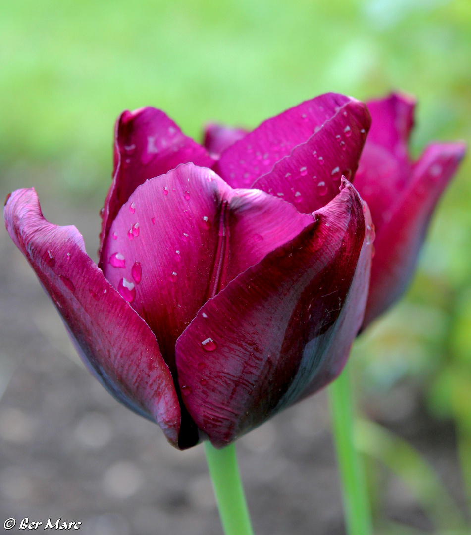 Tulpen