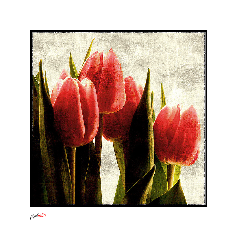 Tulpen