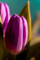 Tulpen