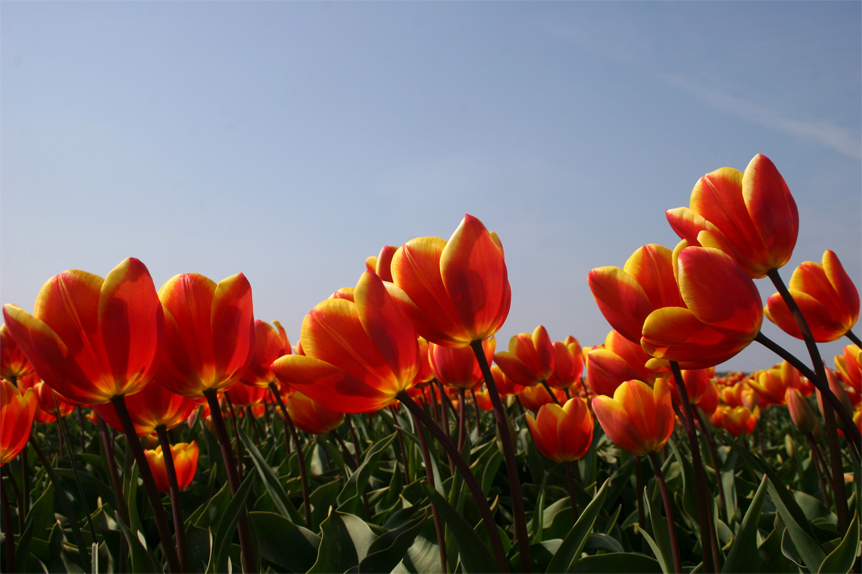 Tulpen.