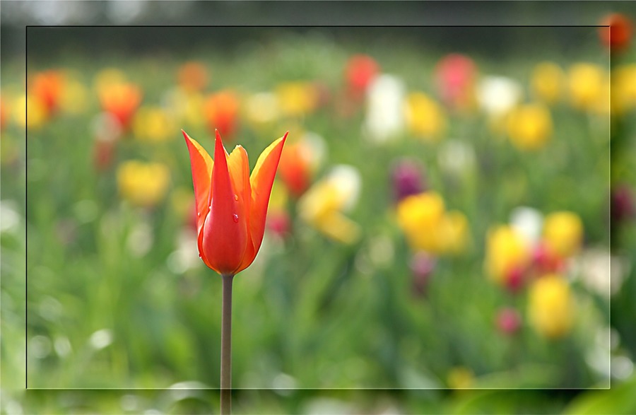 Tulpen