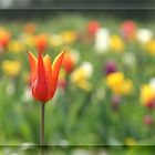 Tulpen